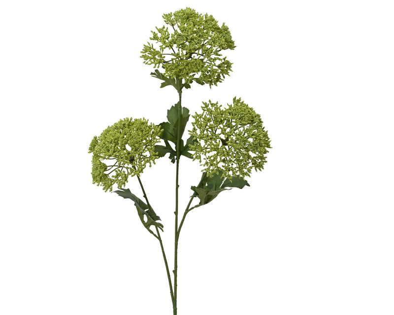 Spray dill stem