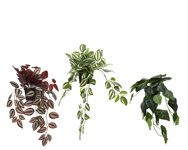 Plant in pot - sold separately