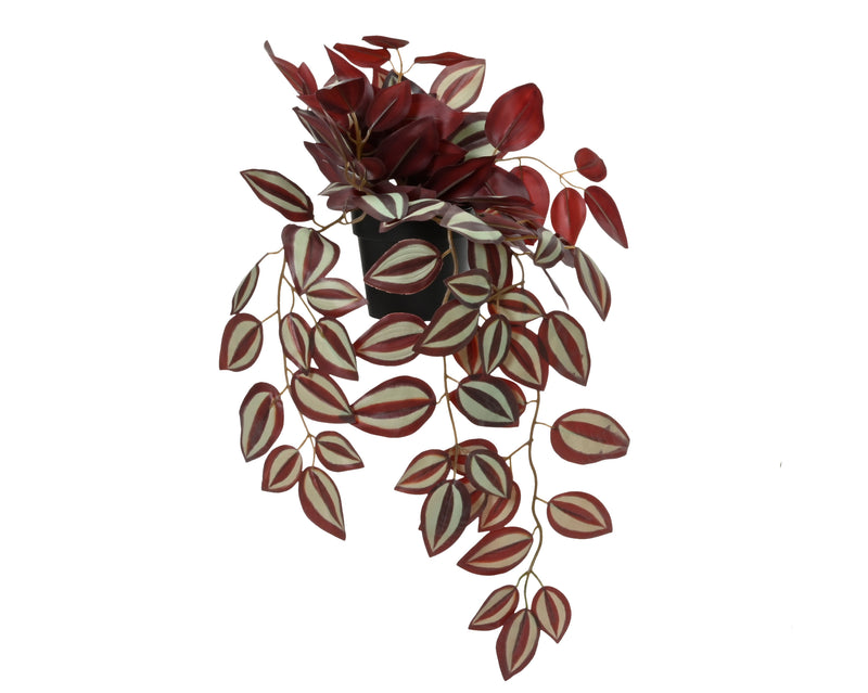 Plant in pot - sold separately