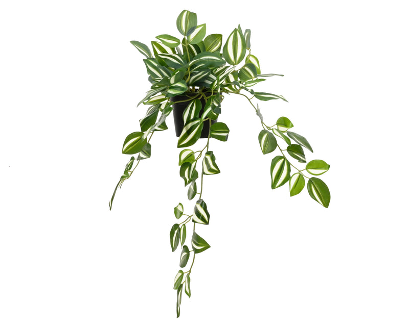 Plant in pot - sold separately