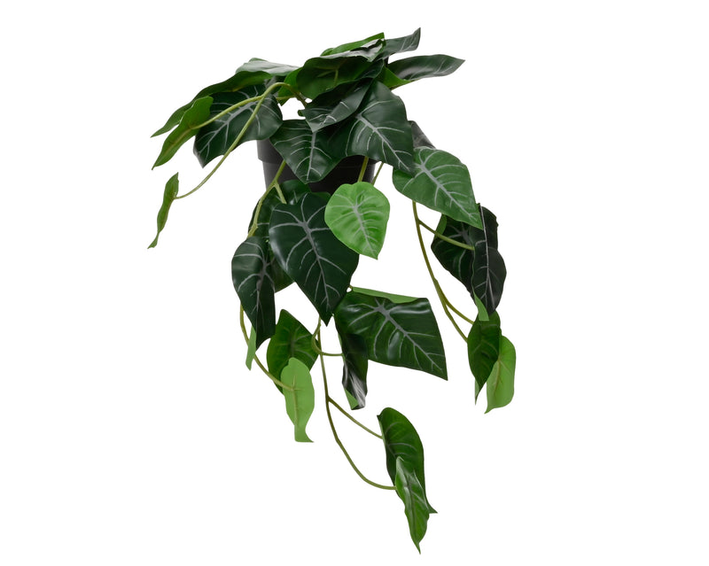 Plant in pot - sold separately