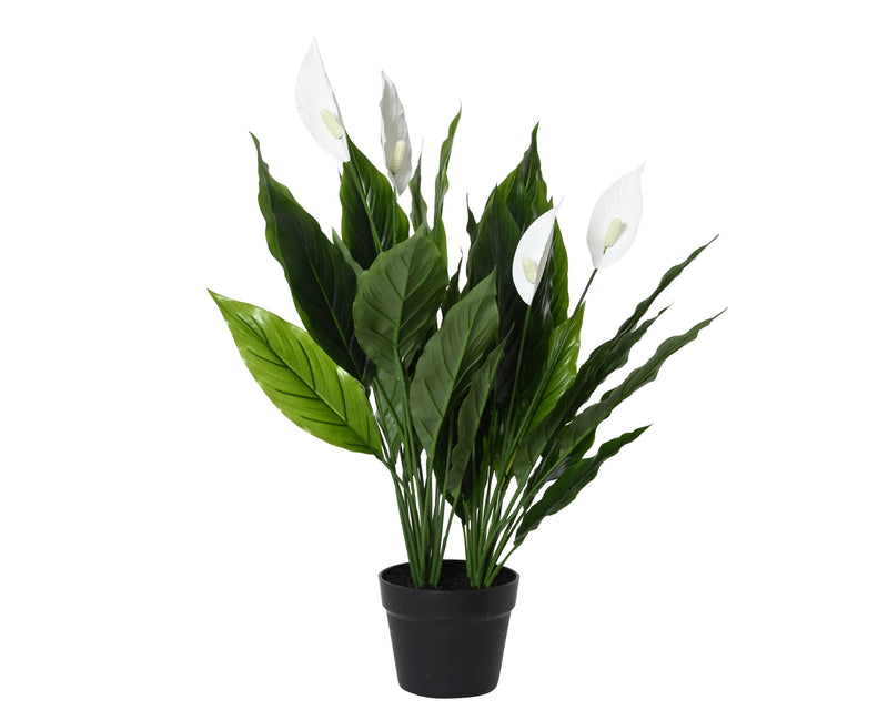 Plant in pot peace lily