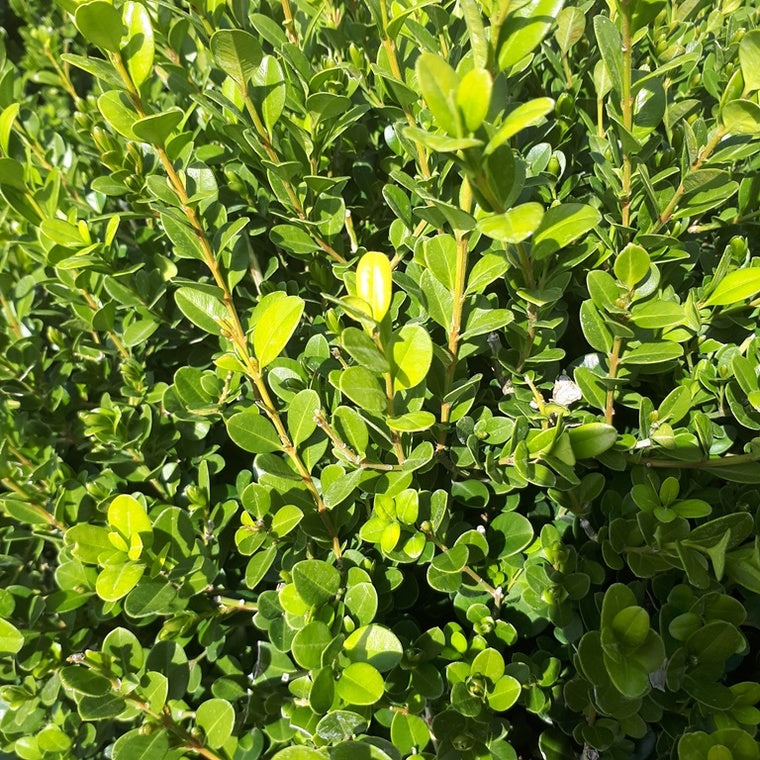 Buxus Sempervirens (Ball - 30cm)