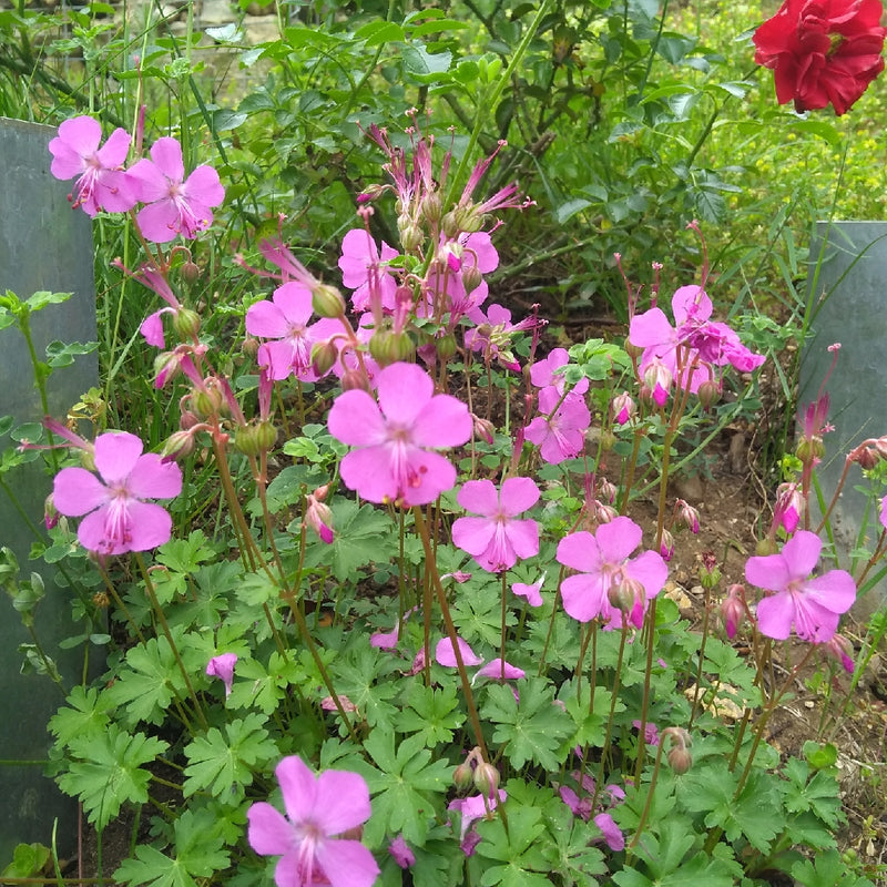 Geranium cantabrigiense 'Westray' 2L