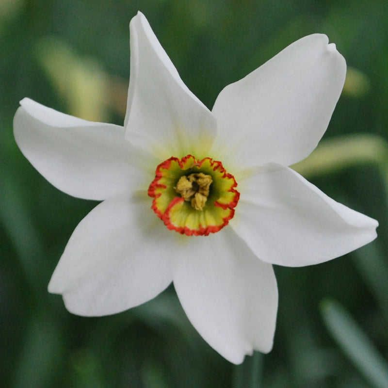 Daffodil Narcissus 'Pheasant's Eye'