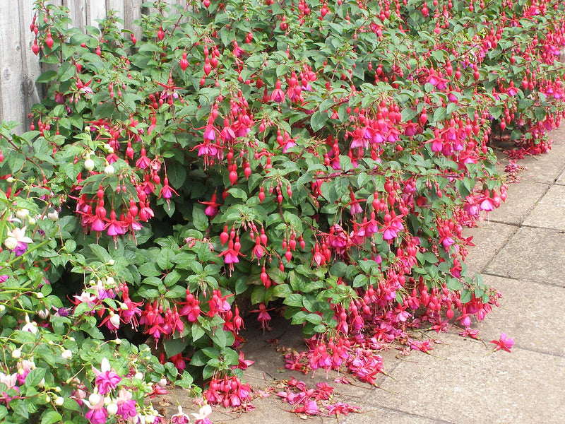 Fuchsia Mrs Popple