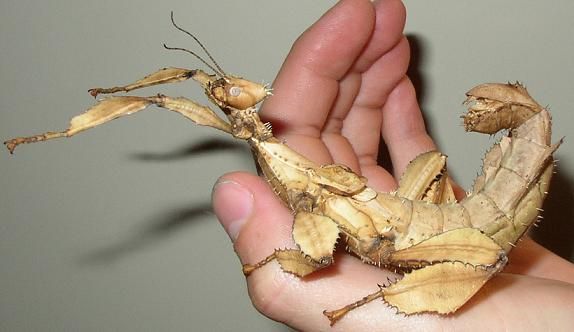 Giant Prickly Stick Insect | Extatosoma tiaratum