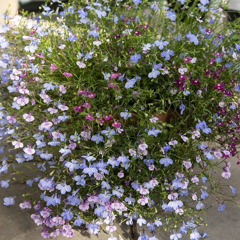 Lobelia (Trailing) Rainbow Cascade Mixed