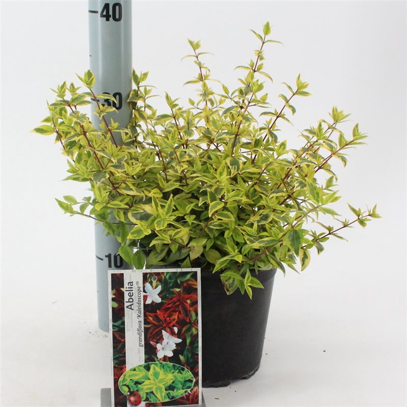 Glossy Abelia | Abelia × grandiflora 'Kaleidoscope' (2 Litre)