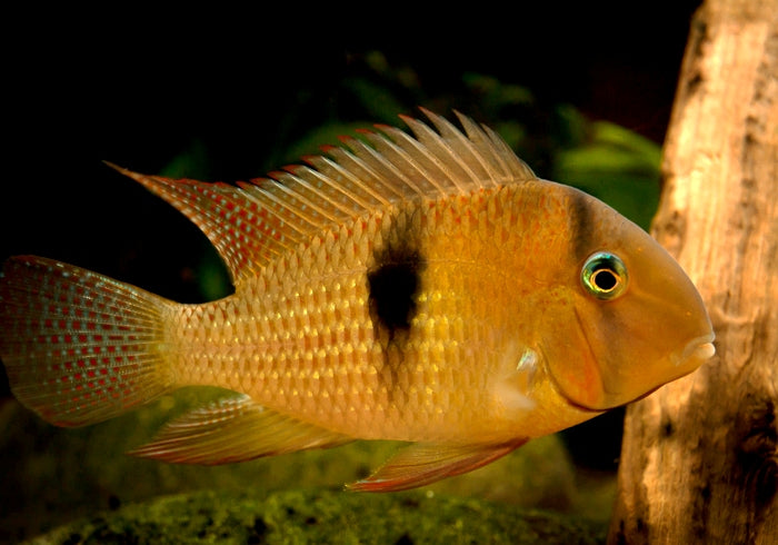 Blue Guianacara | Guianacara Owroewefi (M)