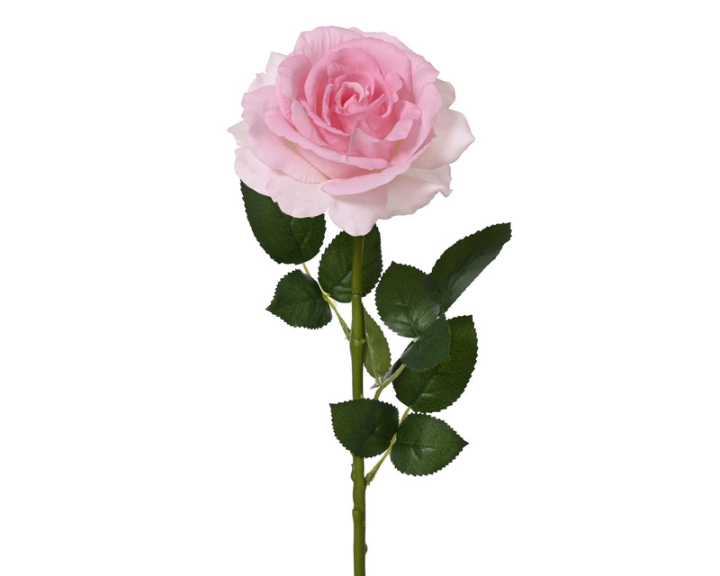 860385 Rose stem pinkJA26