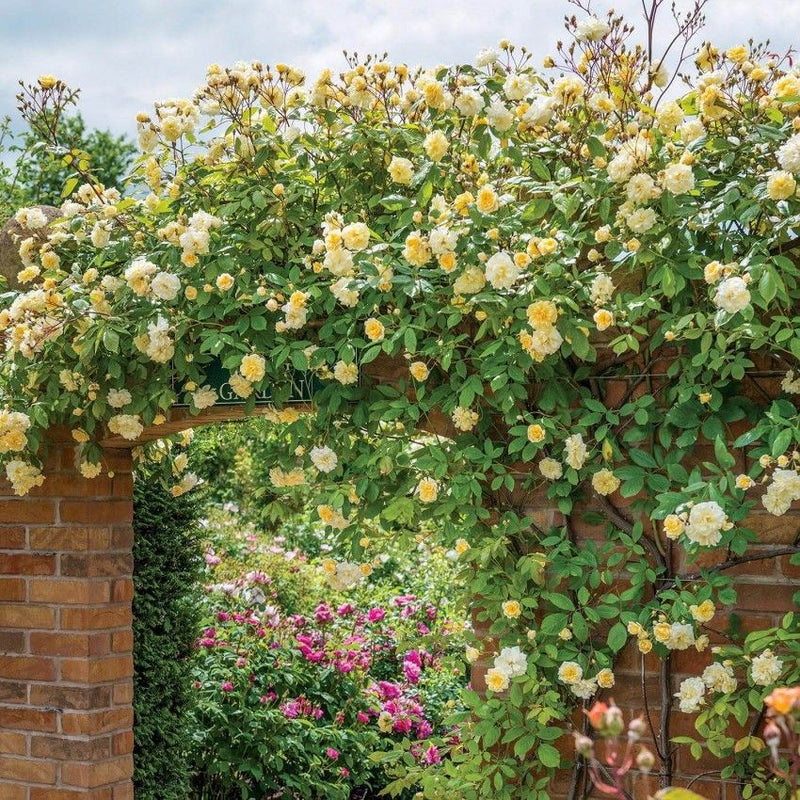 Malvern Hills David Austin Fragrant Climbing Rose 6 Litre