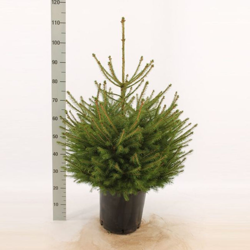 Picea abies 60-80cm Tall 7.5 Litre
