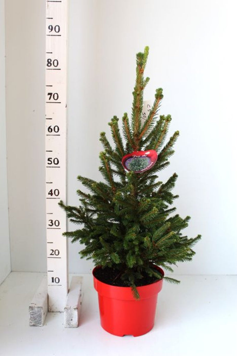 Picea abies 'Will's Zwerg' 50-60cm Tall 5 Litre