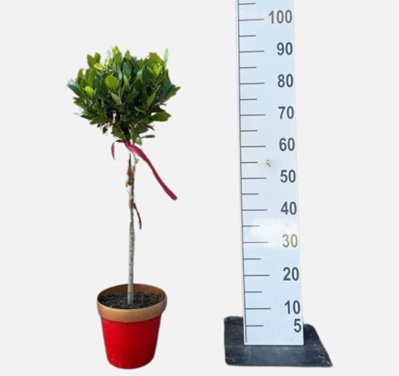 Laurus nobilis 'Red Gold Xmas' P20, stem