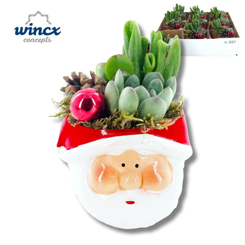 X-mas arrangement With Succulent Plants 12cm