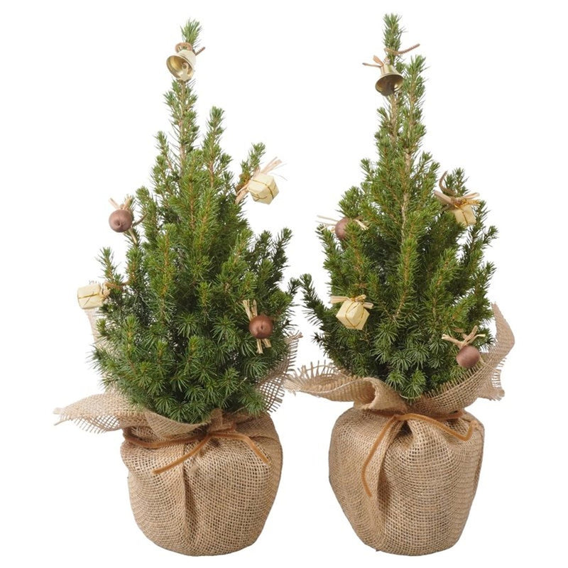 Potted Dwarf Conifer in Jute Gift Bag with Bells 30-40cm