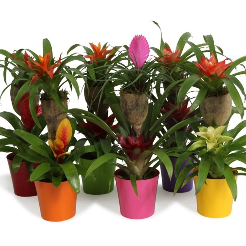 Bromelia mother/child mix in 12cm Ceramic Pot