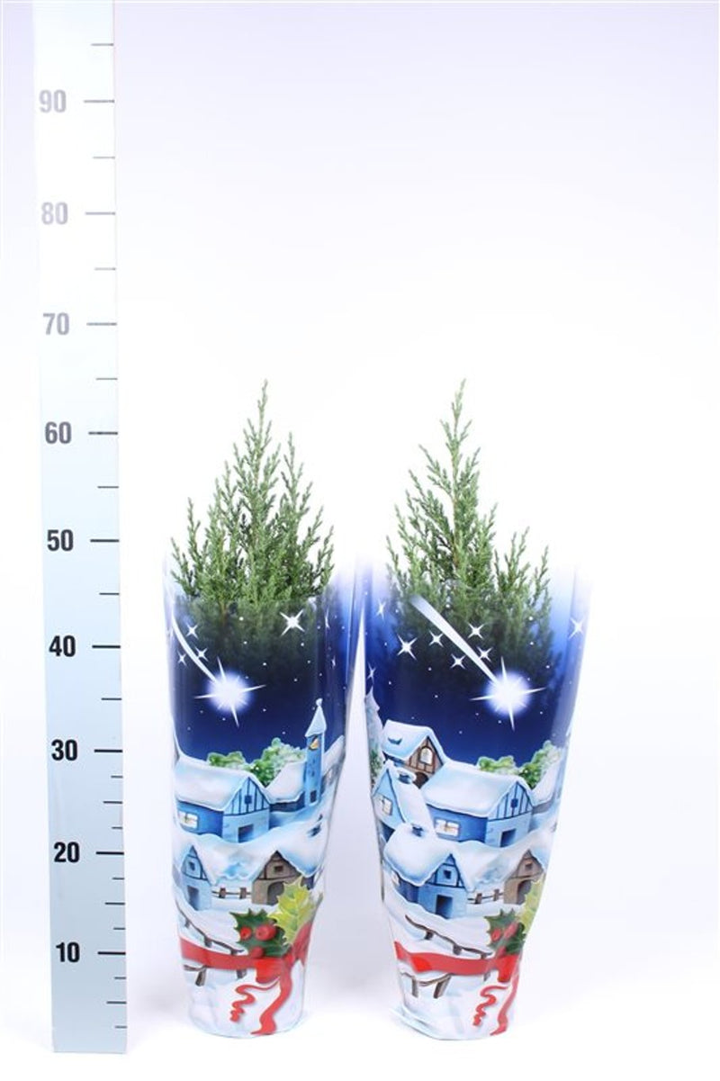 Potted Dwarf Conifer in Gift Bag 30-40cm