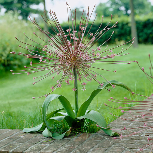 Allium schubertii