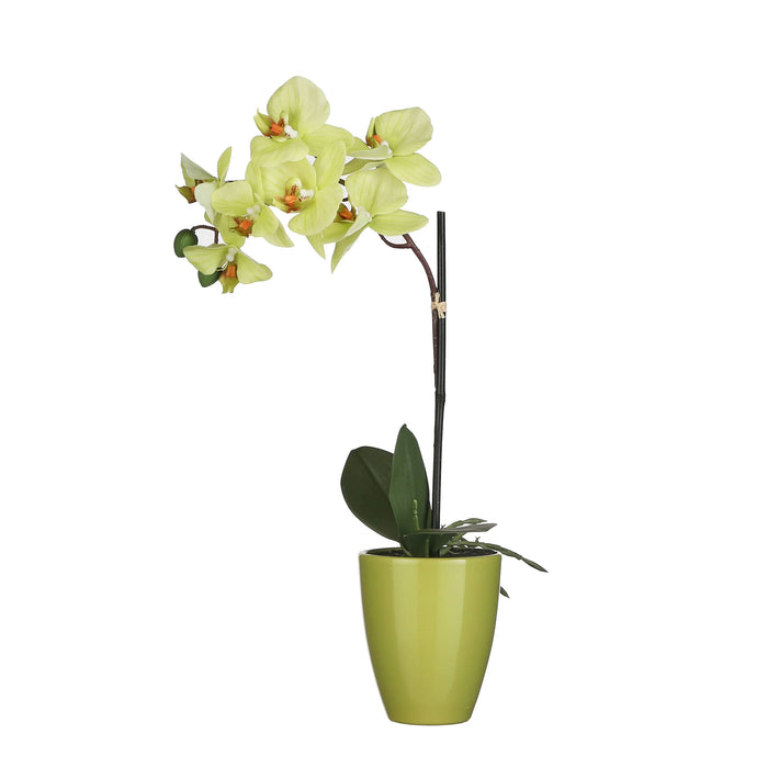 Artificial Phalaenopsis in Tusca Pot - Green (h42xd20cm)