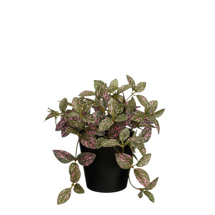 Artificial Fittonia In Pot - Pink (H16XD16CM)