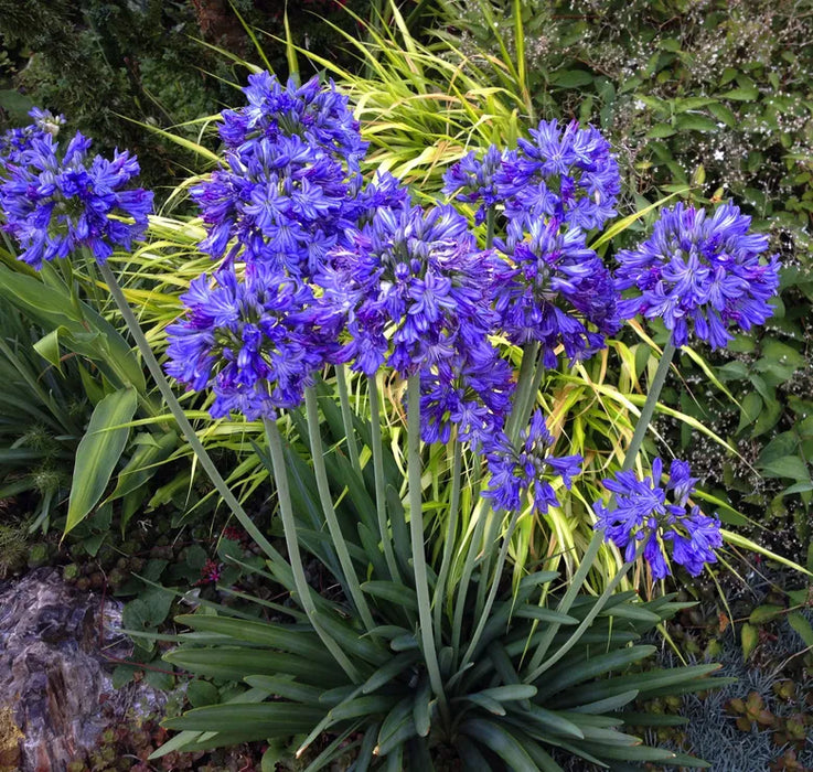 Agaoanthus 'Purple Cloud' (3 Litre)