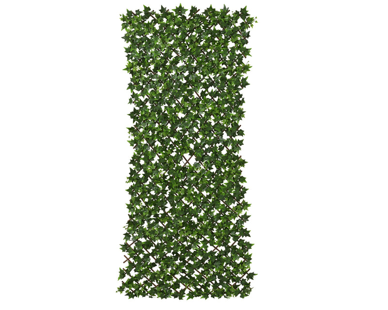 Fence ivy leaf willow