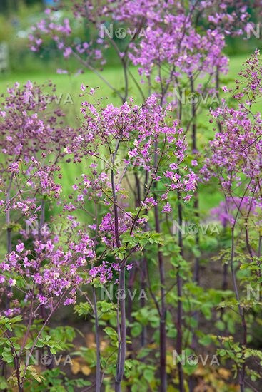 Thalictrum 'Splendide' 2L