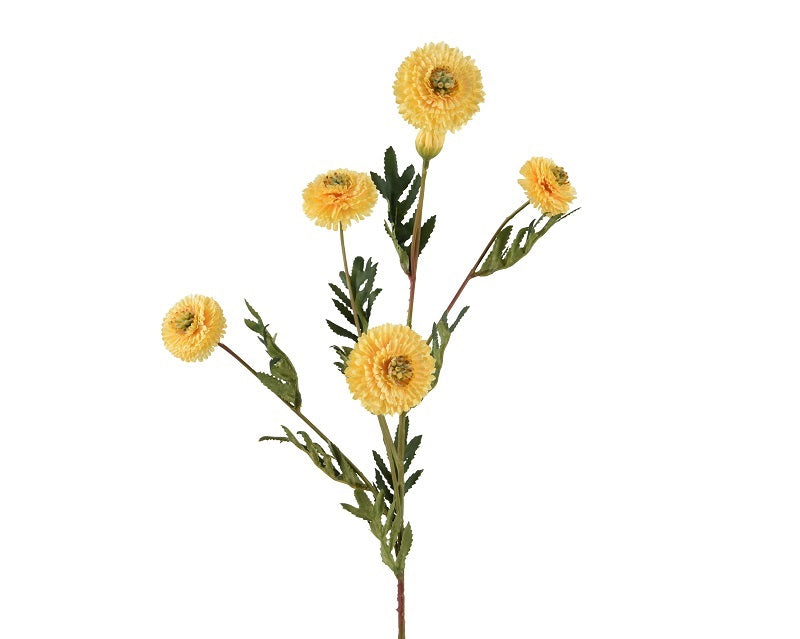 Chrysanthemum stem Yellow