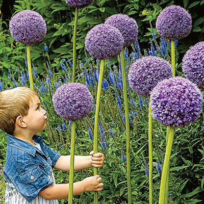 Allium 'Gladiator' (1 Pack)
