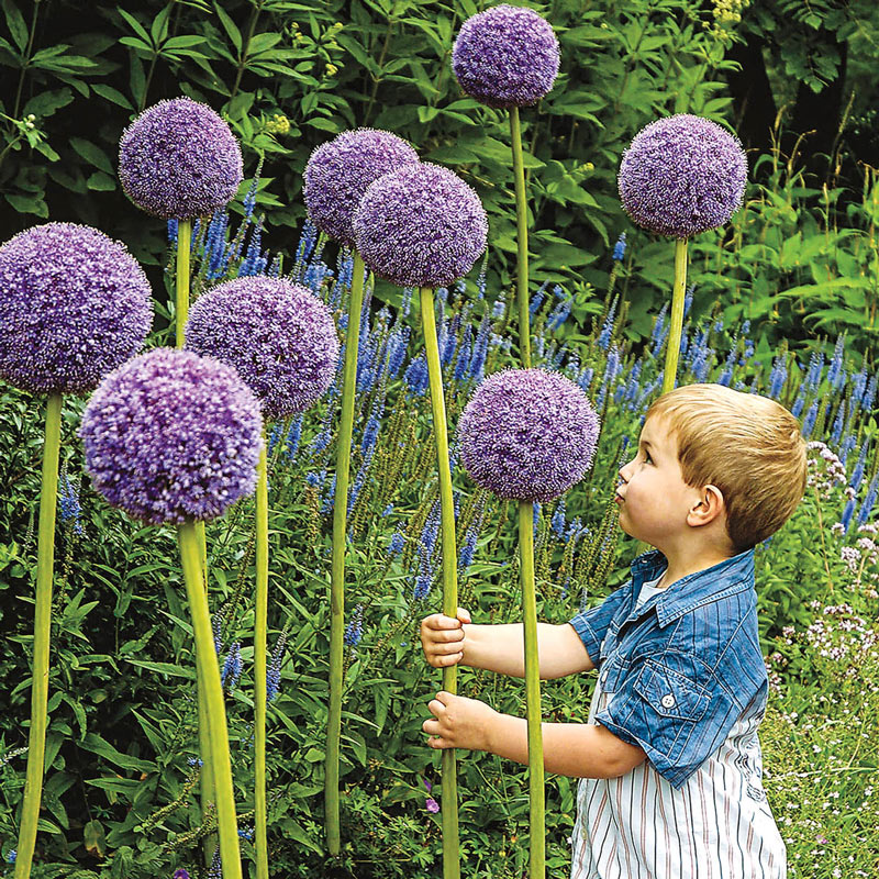 Allium 'Gladiator' (1 Pack)