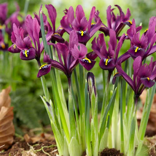 Iris 'Reticulata Js Dijt' Bulbs (12 pack)