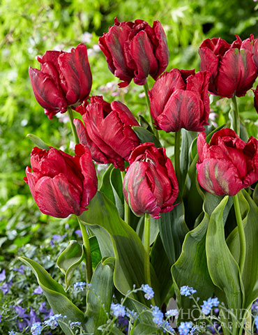 Tulip 'Red Madonna' Bulbs