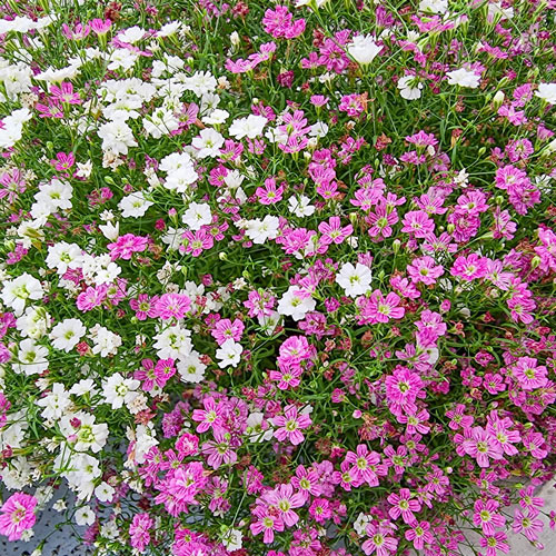 Gypsophilla duo pink & white in 13cm pot