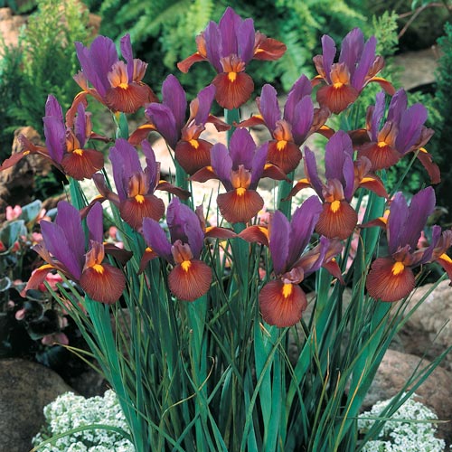 Iris hollandica 'Black Beauty' (12 Pack)