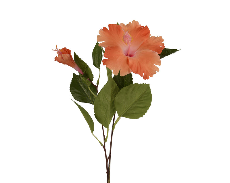 Hibiscus stem orange