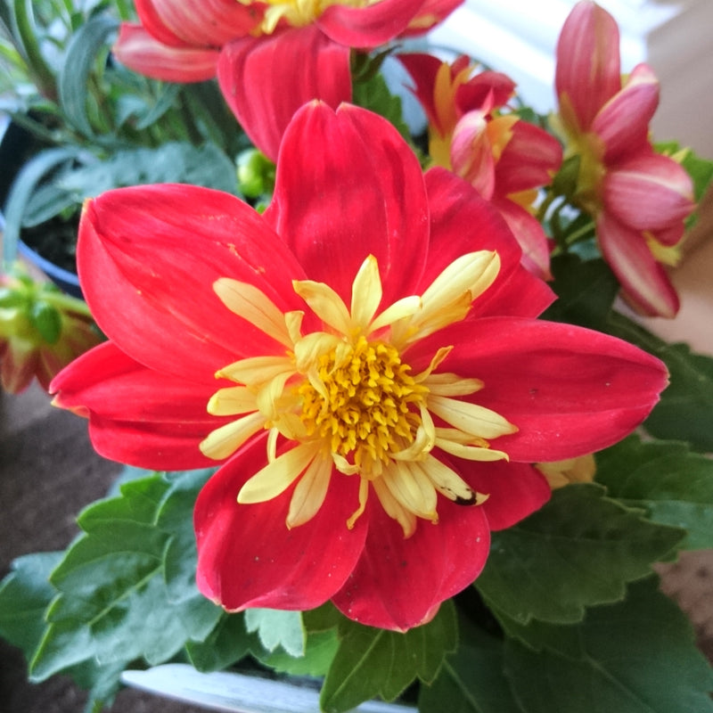 Dahlia Dahlietta Surprise Cindy 2 Litre
