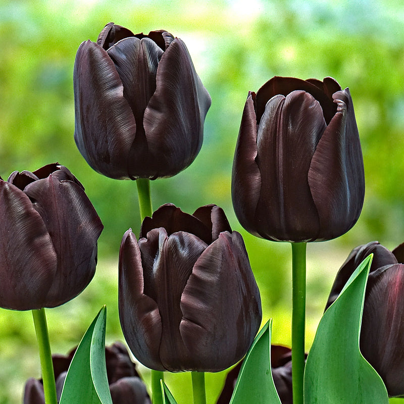 Tulip 'Paul Scherer' (10 Pack)