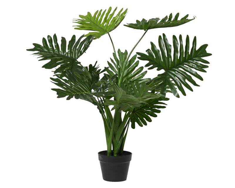 Philodendron in pot