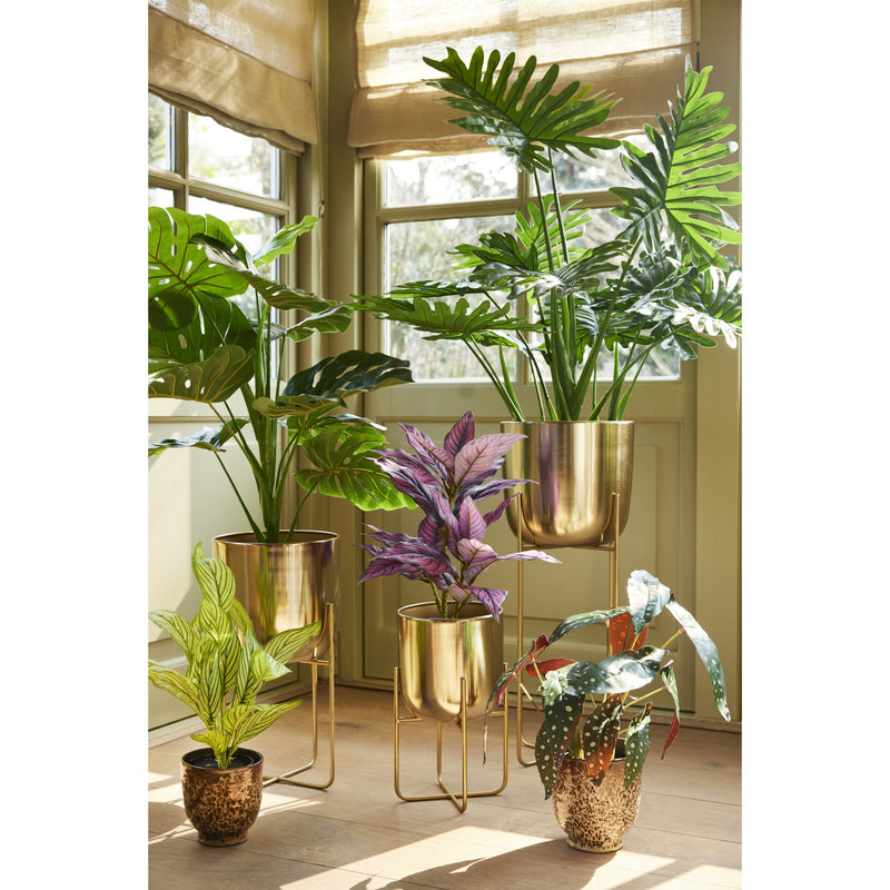 Philodendron in pot