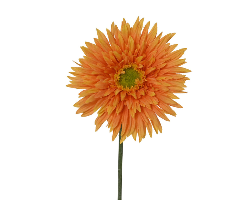 Chrysanthemum orange