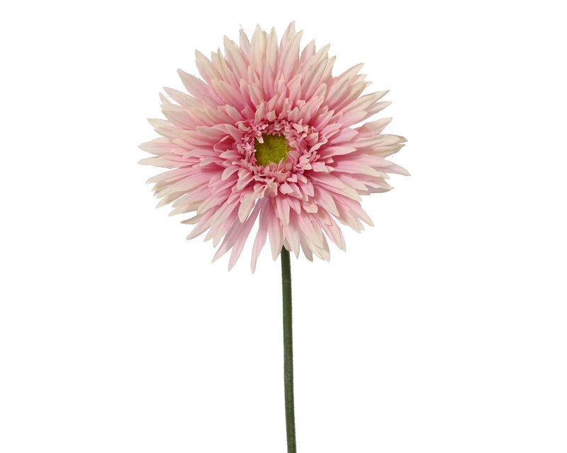 Chrysanthemum pink