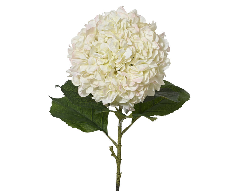 Hydrangea cream xl