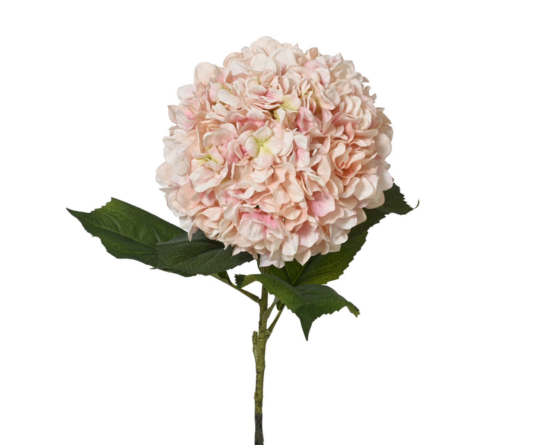 Hydrangea pink xl