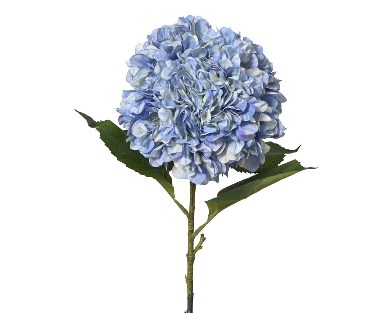 Hydrangea blue xl