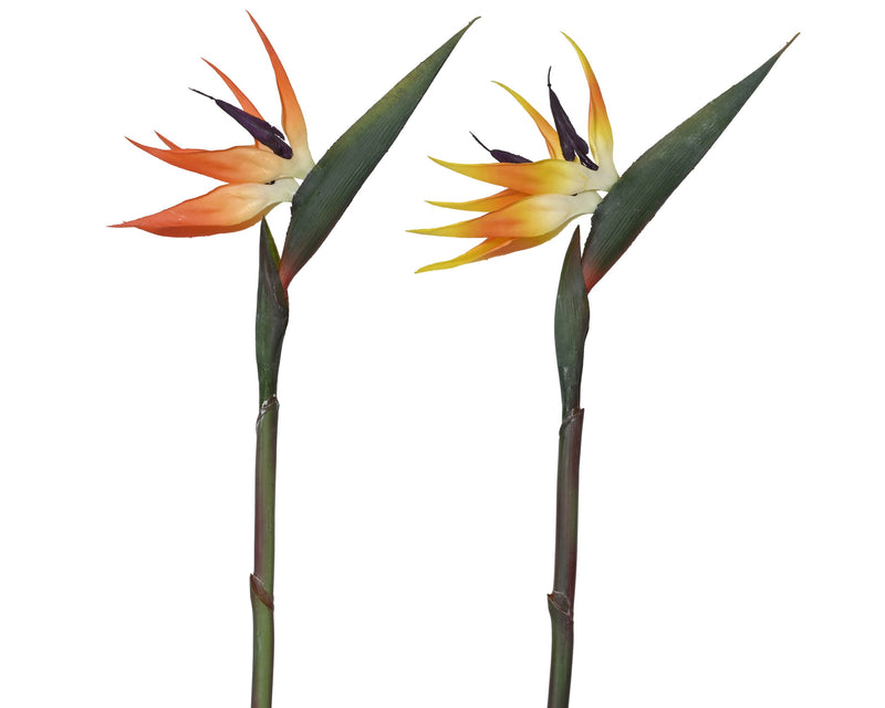 Spray strelitzia - sold separately
