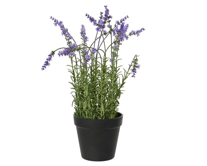 Lavender in pot