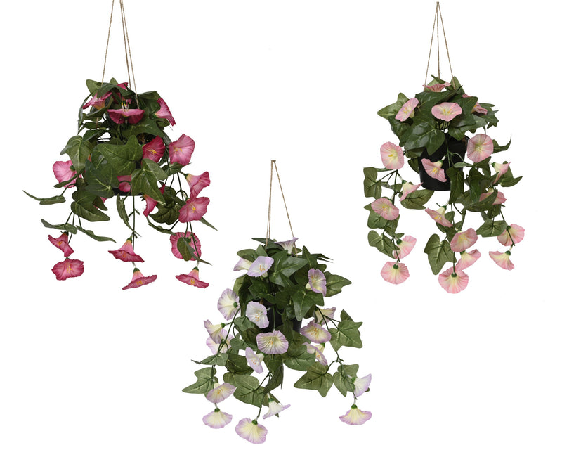 Plant petunia - sold separately