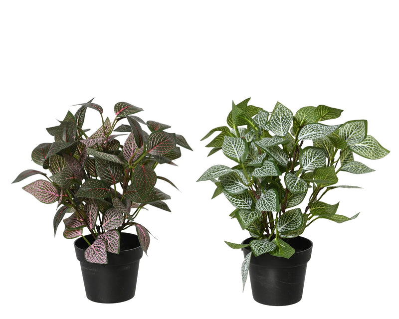 Plant fittonia - sold separately